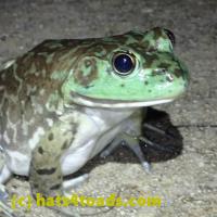 /home//u458753944/public_html/sourcegallery//Frogs/More bullfrogs/P6020065.JPG